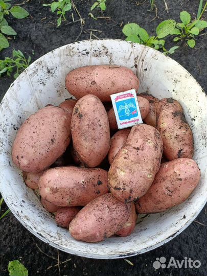 Картофель оптом