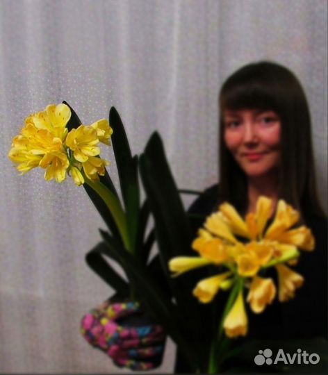 Кливия жёлтая цитрина 2000 + оранжевая 2000