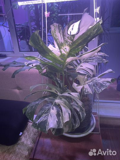 Монстера вариегатная