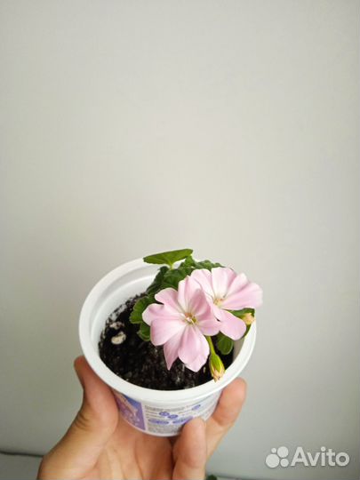 Герань пеларгония