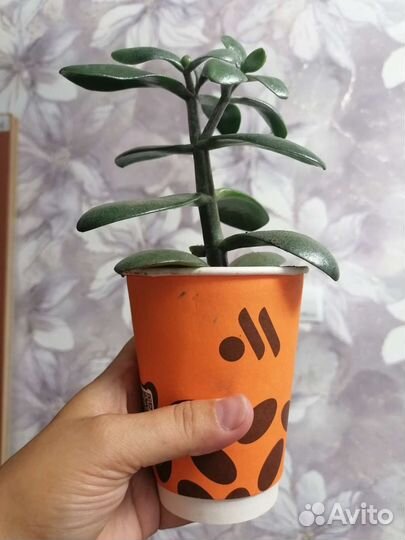 Денежное дерево толстянка крассула