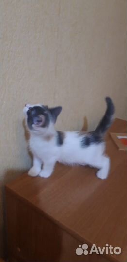 Кошки в добрые руки