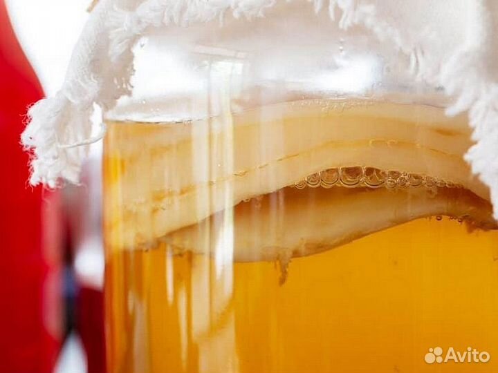 Чайный гриб / комбуча / combucha