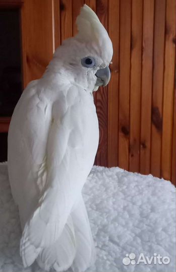 Какаду малыши