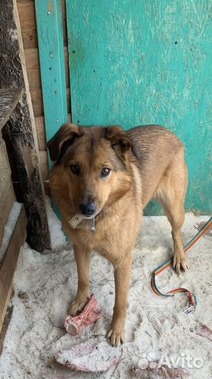 Собака в добрые руки