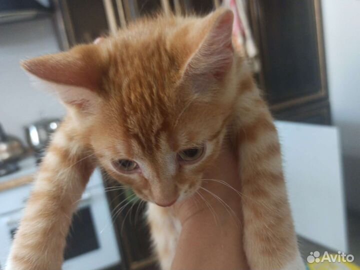 Котенок мальчик 2,5 мес