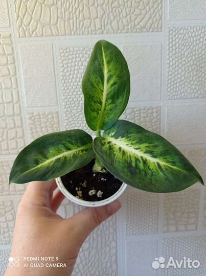 Диффенбахии сортовые