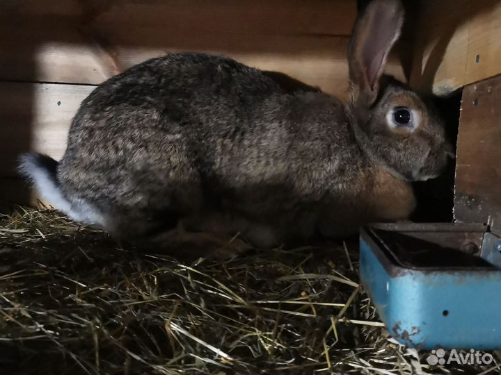 Взрослые крольчихи