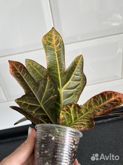 Кротон (кодиеум) Excellent