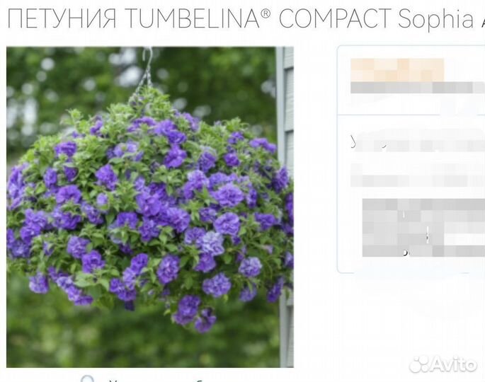 Петуния вегетативные черенки