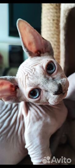 Котята сфинкс (лонг двельф), эльф, бамбино
