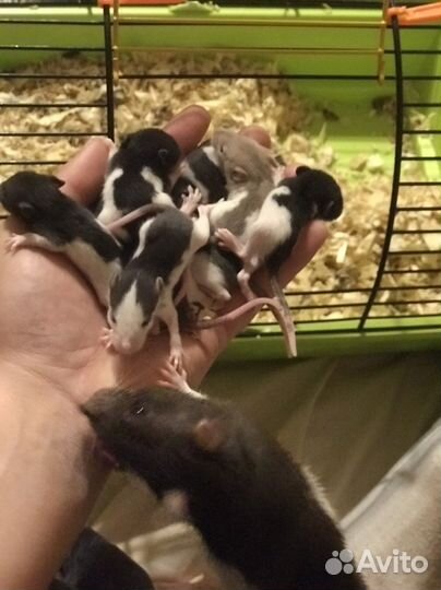 Крысята крысы