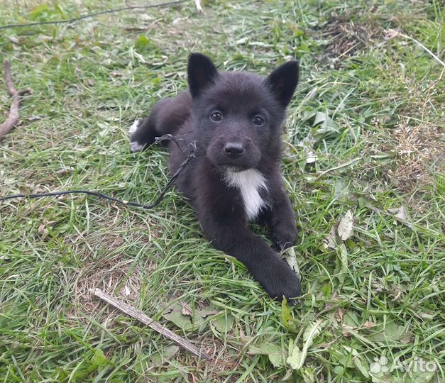 Бесплатно в добрые руки щенки