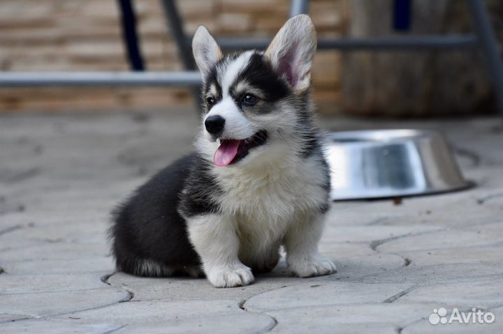 Вельш корги пемброк