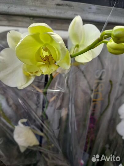 Орхидеи отцветашки