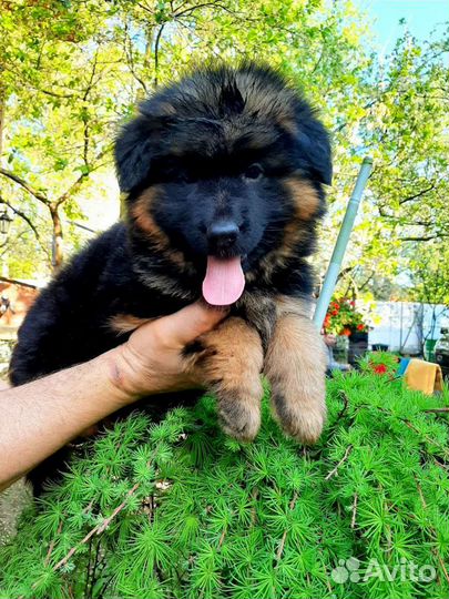 Немецкая овчарка вязка