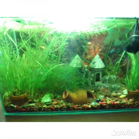 Растения для аквариума