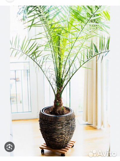Финиковая пальма (6лет)