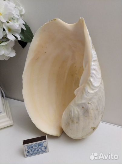 Морские раковины