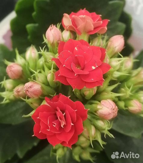 Каланхое. Домашние цветы