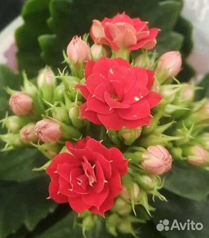 Каланхое. Домашние цветы