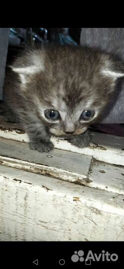 Шотландская вислоухая кошка бесплатно