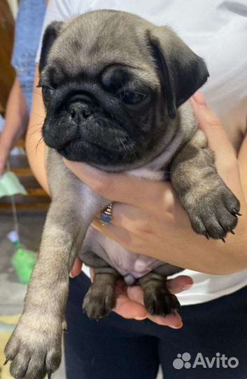 Щенки мопса