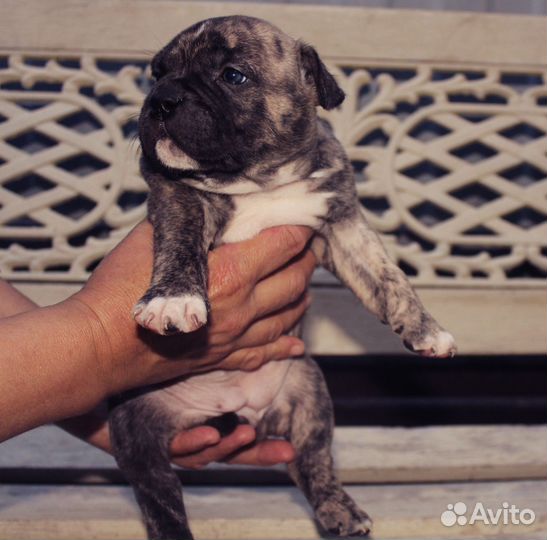 Американский булли покет