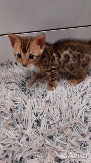 Бенгальские котята