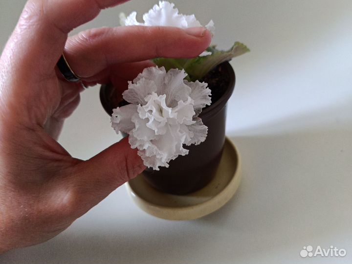 Фиалка сортовая