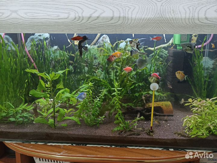 Продам аквариумные растения