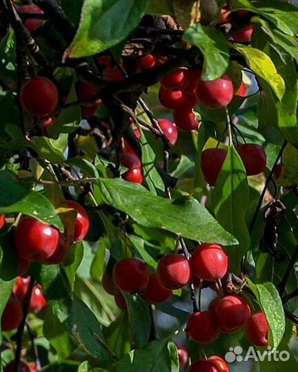 Яблоня декоративная Ред джет