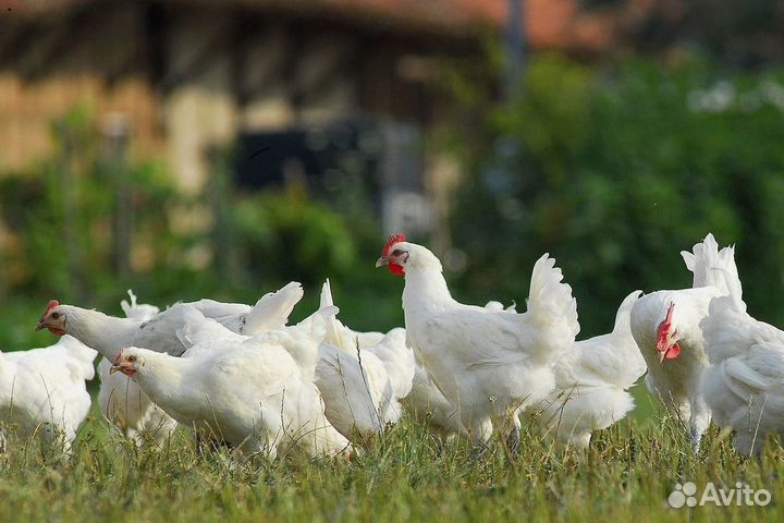 Куры несушки Ломан браун