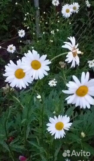 Ромашка садовая