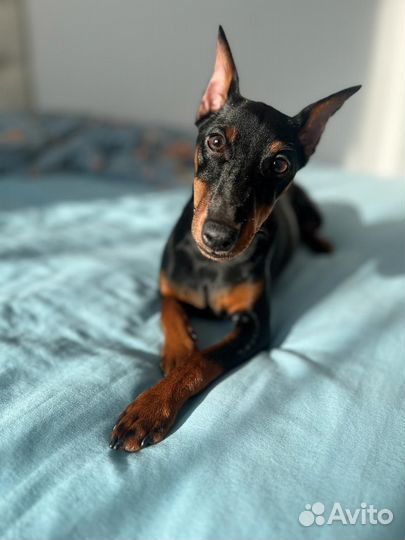 Вязка цвергпинчера