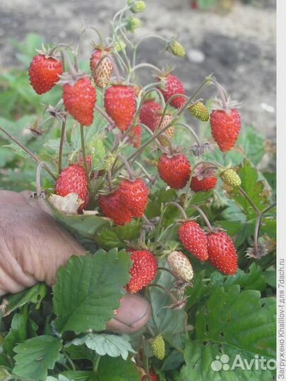 Земляника ремонтантная рассада