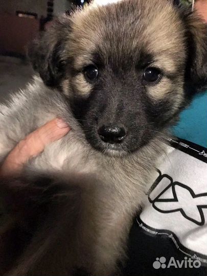 Собака в добрые руки щенок мальчик