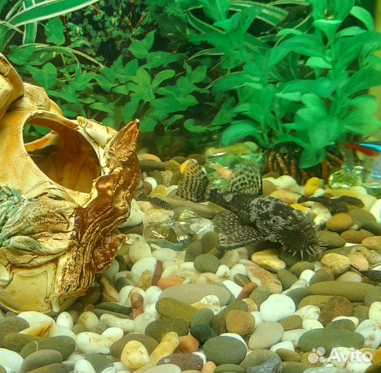 Сомики-прилипалы