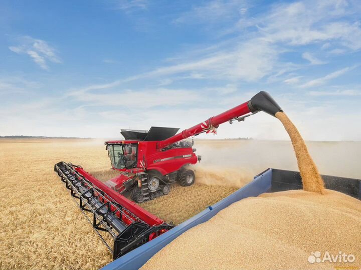 Зерновые в наличии пшеница ячмень кукуруза горох