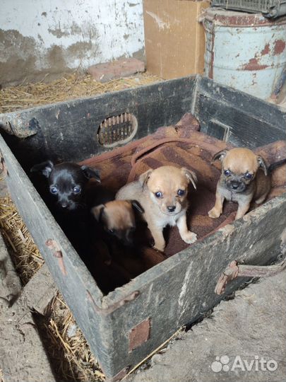 Щенки в добрые руки