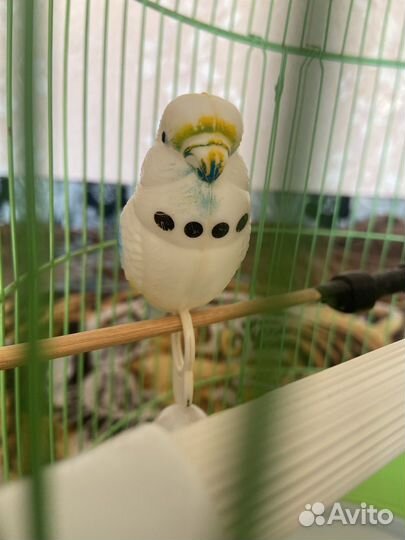 Клетка для попугая