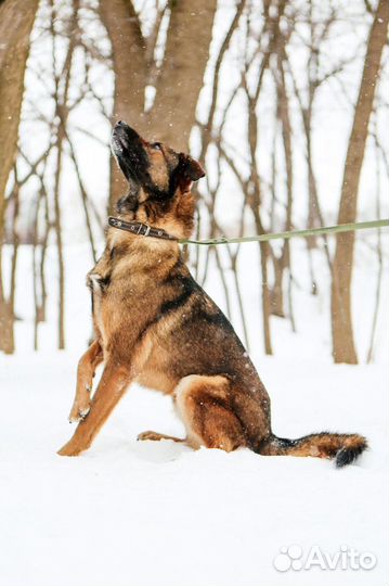 Дружок ищет любящего хозяина