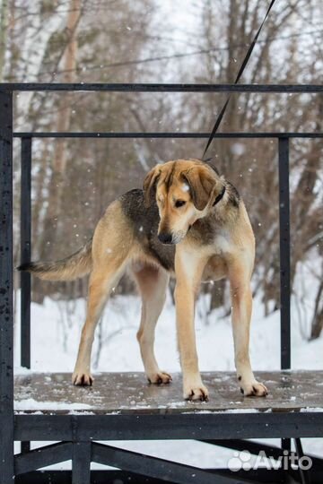 Собака Лола в добрые руки