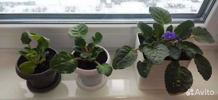 Фиалка в горшках