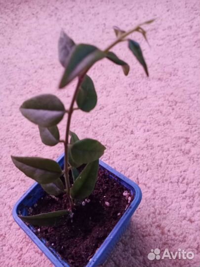 Традесканция, хоя, аглаогема, шефлера