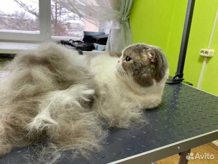 Грумер стрижка собак