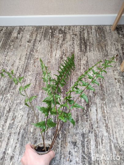 Папоротник комнатный