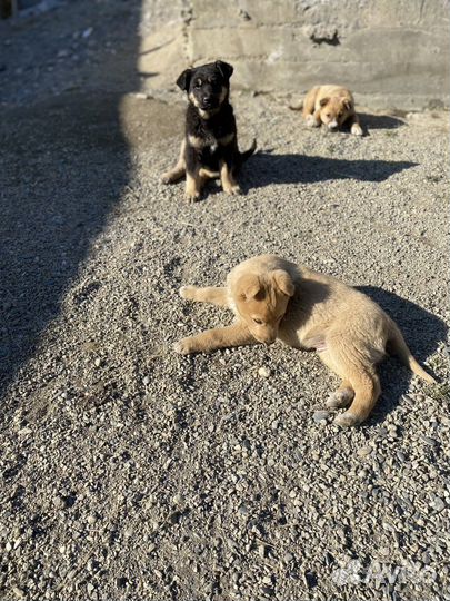 Щенки бесплатно