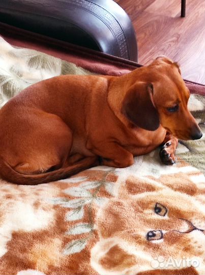 Передержка собак и кошек