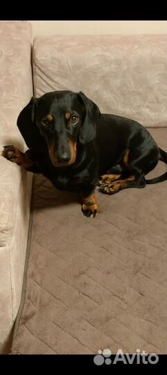 Ищем девочку